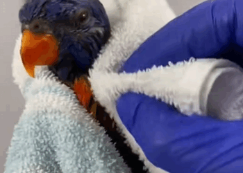 C3009004 Animal struck and left for dead on the roadside_part2