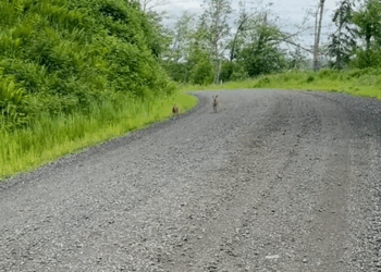 C0709004 Rescue 2 lost deer and find their mother _part2