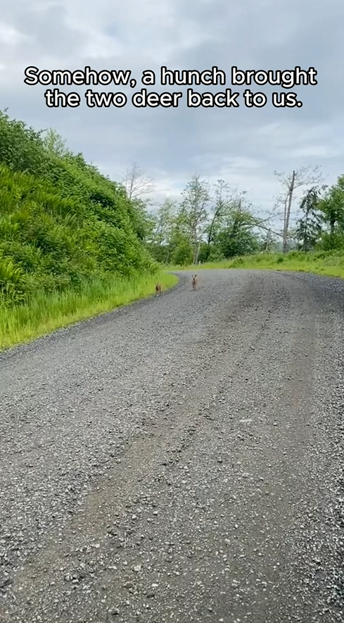 C0709004 Rescue 2 lost deer and find their mother _part2
