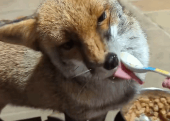 C3009005 fox accidentally wandered into my yard brightened my life_part2