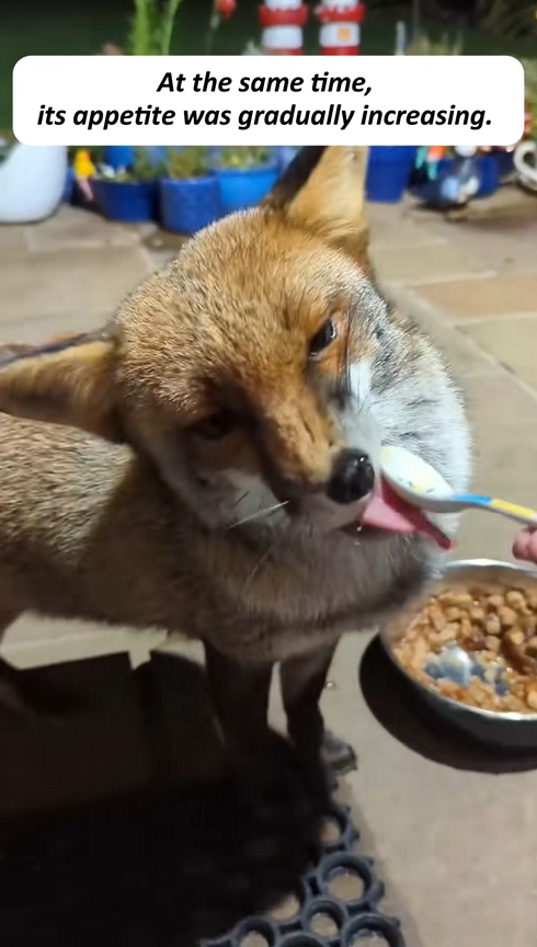 C3009005 fox accidentally wandered into my yard brightened my life_part2