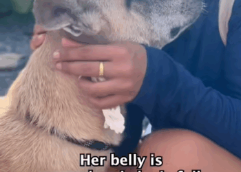 C3009006 Her stomach was of kg of poop we saved her life, now ._part2