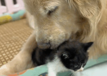 C3009007 My dog picked up kitten raised it _part2