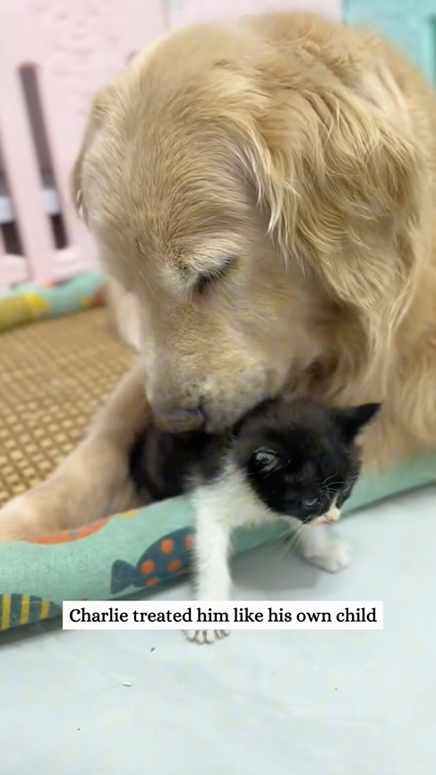 C3009007 My dog picked up kitten raised it _part2