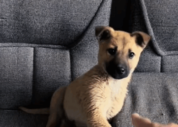 C3009008 Dying dog rescued moments before last breath_part2