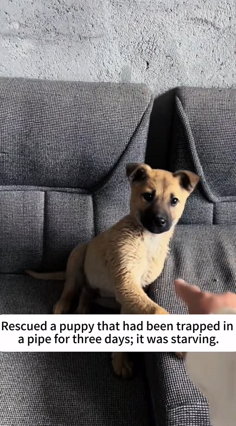 C3009008 Dying dog rescued moments before last breath_part2