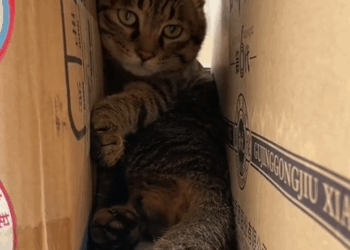 C3009009 Rescue cat trapped outside window on 20th floor then _part2