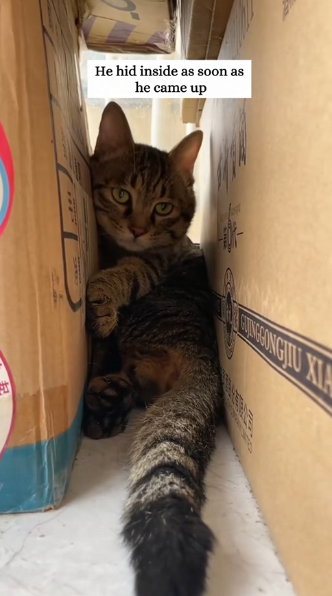 C3009009 Rescue cat trapped outside window on 20th floor then _part2