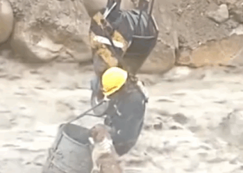 C3009010 rescue dog stuck in middle of river _part2