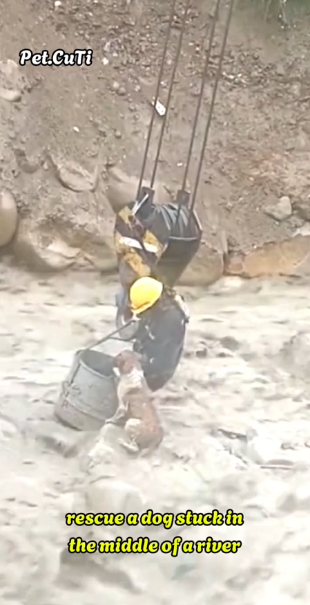 C3009010 rescue dog stuck in middle of river _part2