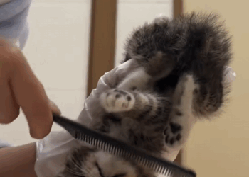 C3009011 Rescue kitty was almost torn into pieces then_part2