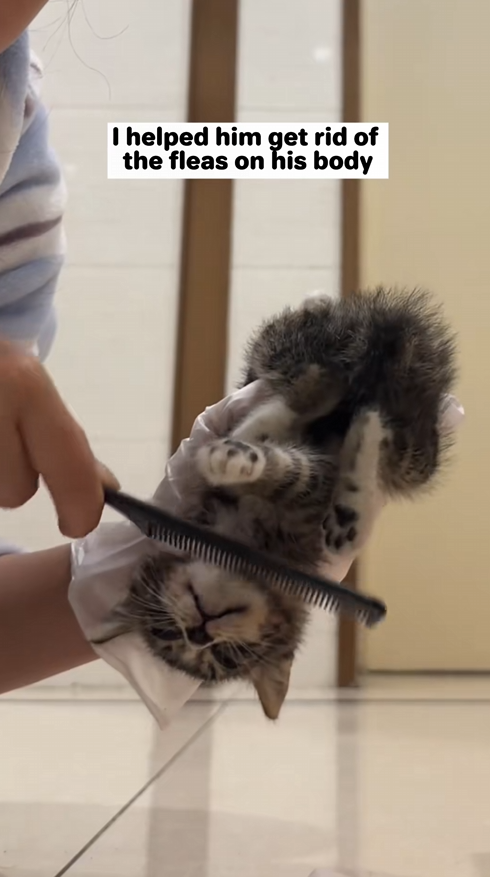 C3009011 Rescue kitty was almost torn into pieces then_part2