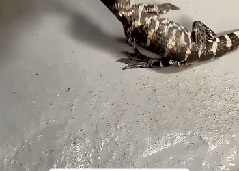 C3009012 rescued baby crocodile _part2