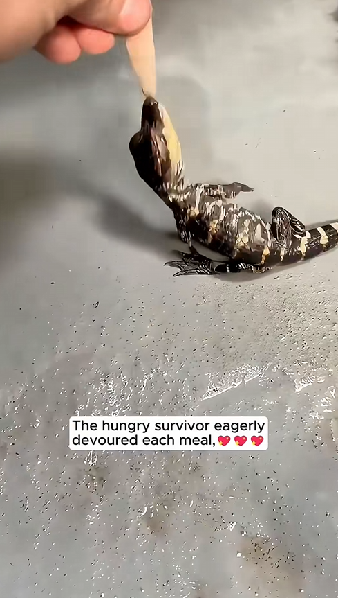 C3009012 rescued baby crocodile _part2