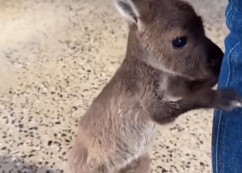 C3009013 Rescued baby kangaroo_part2