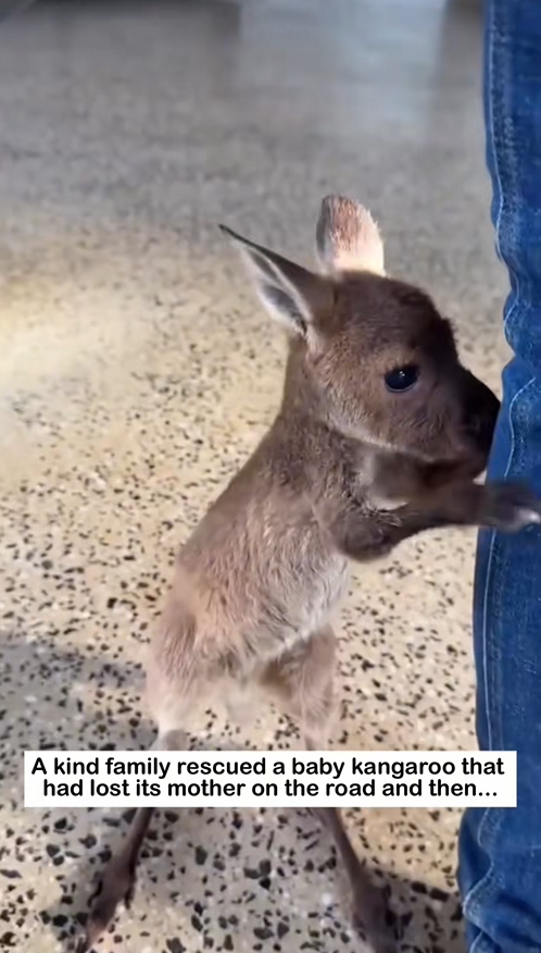 C3009013 Rescued baby kangaroo_part2