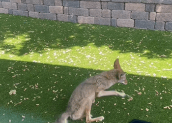 C3009014 rescued coyote,and then _part2