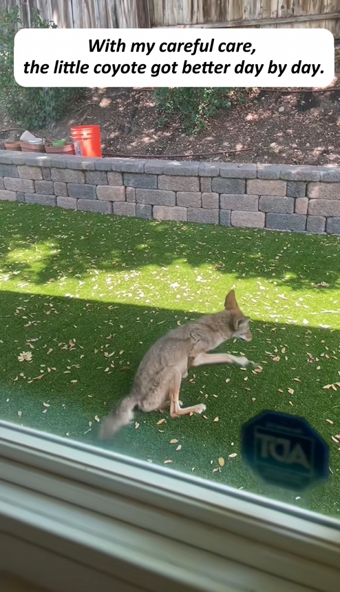 C3009014 rescued coyote,and then _part2
