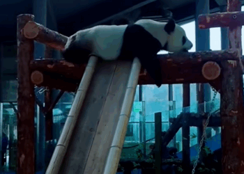 C0709005 Rescue a baby panda_part2