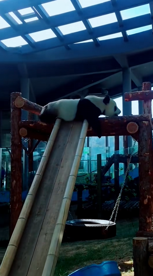 C0709005 Rescue a baby panda_part2