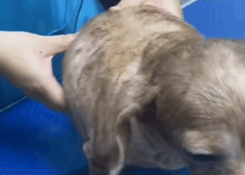 C3009015 Rescuing stray dog_part2