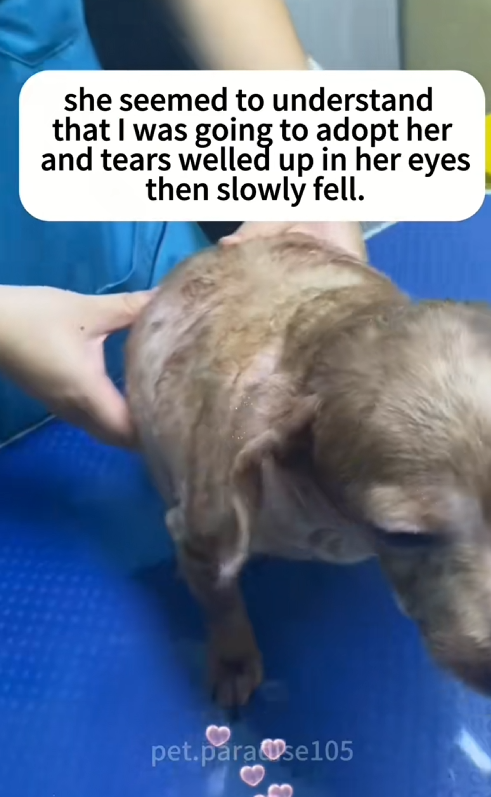 C3009015 Rescuing stray dog_part2