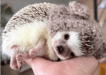 C0709007 Rescue a hedgehog _part2