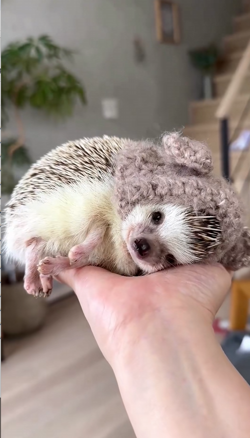 C0709007 Rescue a hedgehog _part2