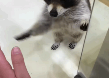 C0709008 Rescue a raccoon and then_part2