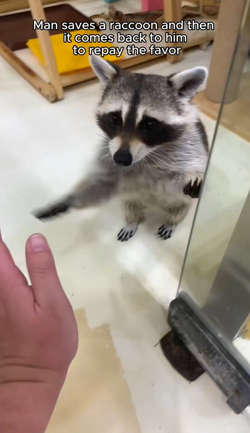 C0709008 Rescue a raccoon and then_part2