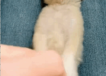 C0709009 Rescue a tiny fox and the ending _part2