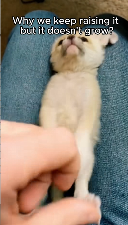 C0709009 Rescue a tiny fox and the ending _part2