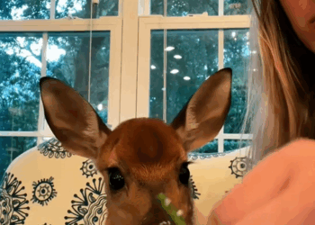 C0709010 Rescue baby deer rescueanimals _part2