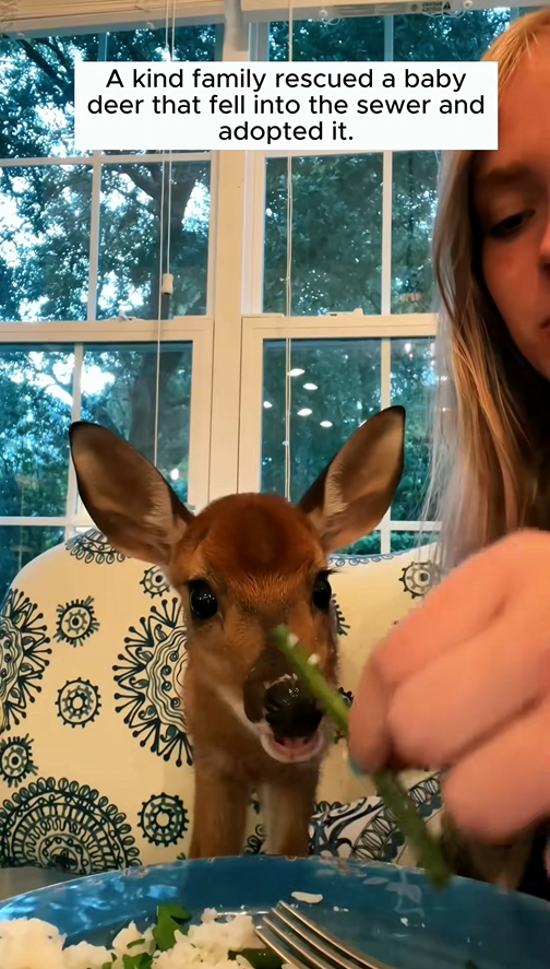 C0709010 Rescue baby deer rescueanimals _part2