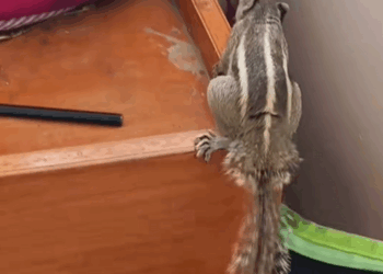 C0709012 Rescue baby squirrel rescueanimals _part2