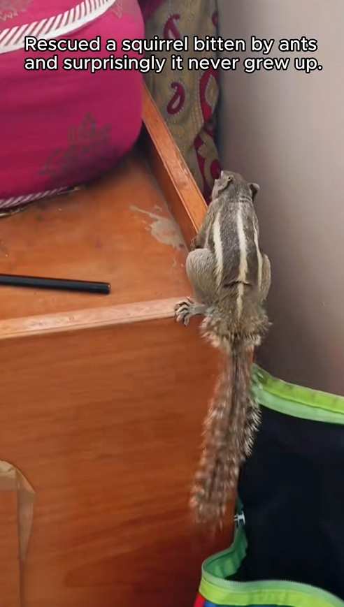 C0709012 Rescue baby squirrel rescueanimals _part2