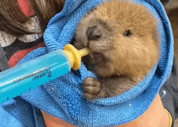 C0509005 My dog found baby otter in the grass and then this happened_part2