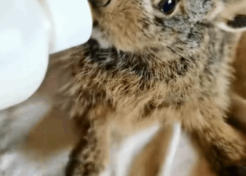 C0709013 Save rabbit caught in fence and the ending_part2