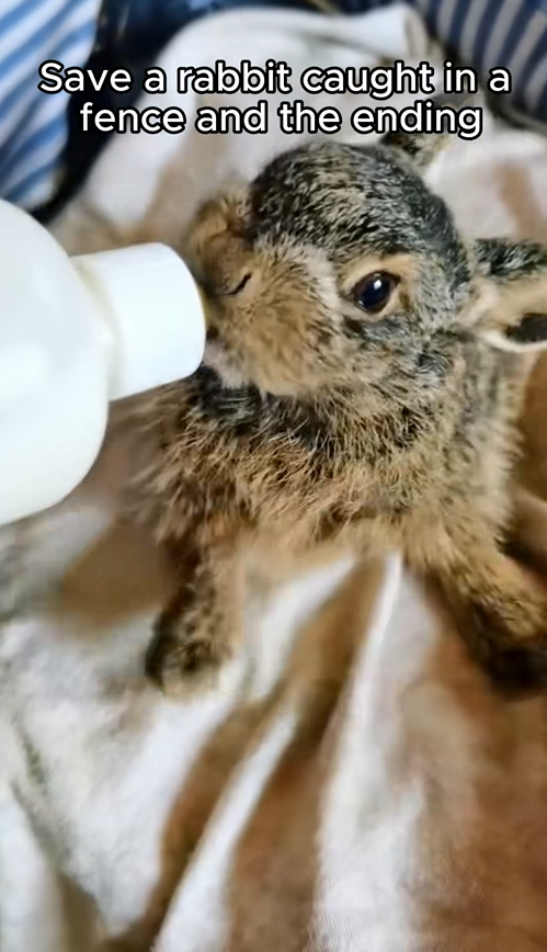 C0709013 Save rabbit caught in fence and the ending_part2