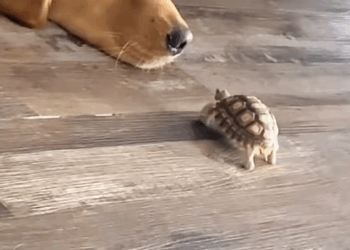 C0709014 The girl was happy to find a baby turtle under the hole_part2