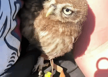 C0709015 The kind cat led me to where the owl needed help _part2