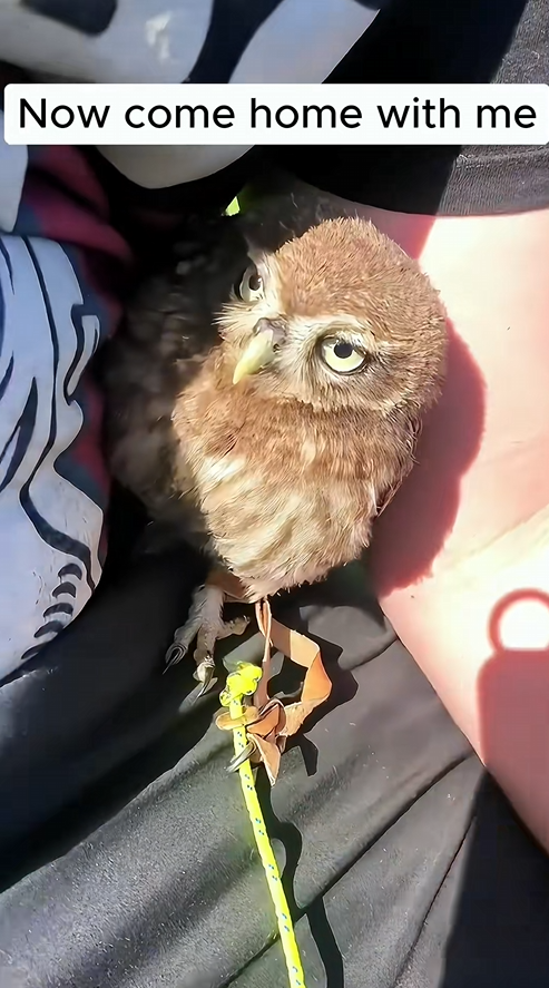 C0709015 The kind cat led me to where the owl needed help _part2