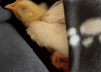 C0709016 This family adopted a chick from the farm as a pet_part2