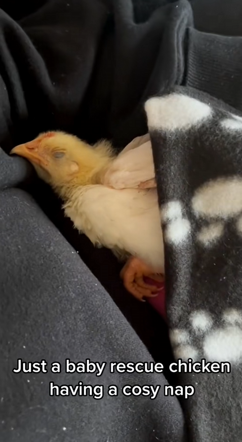 C0709016 This family adopted a chick from the farm as a pet_part2