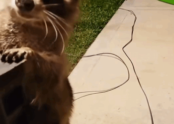 C0909001 A family rescued a raccoon in need of help and then_part2