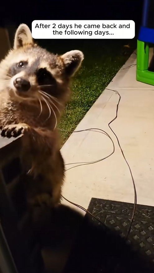 C0909001 A family rescued a raccoon in need of help and then_part2