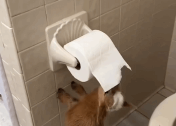 C0909002 Adopt a baby goat _part2