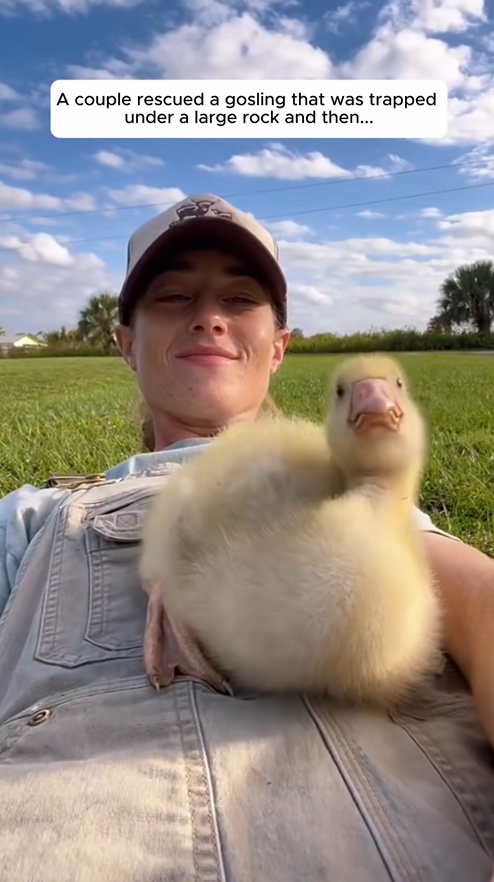 C0909005 couple rescued gosling that was trapped under large rock and then_part2