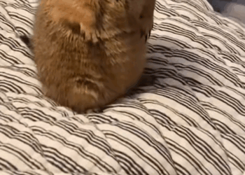 C0909006 Happy prairie dog _part2