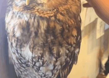 C0909007 Highway Rescue Owl _part2